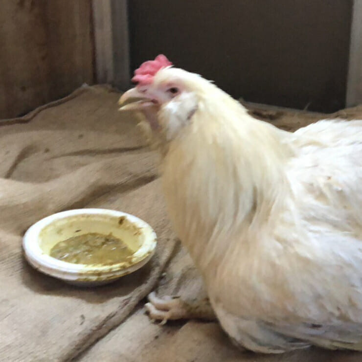 Avian Health Shake Springwater Avian Health