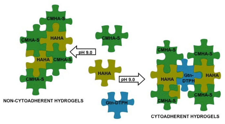 Modular Extracellular Matrices Solutions for the Puzzle Maana