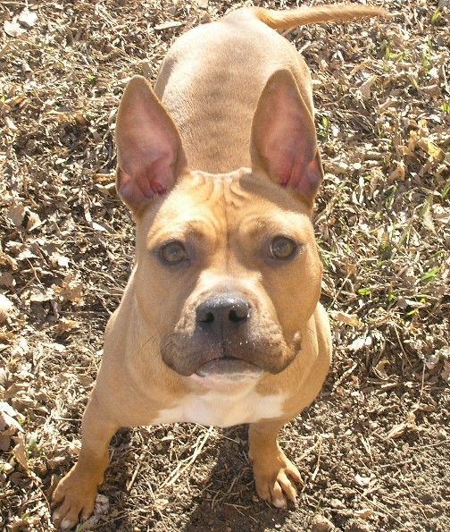 French Bulldog/Pit Bull Frenchie MidAmerica Bully