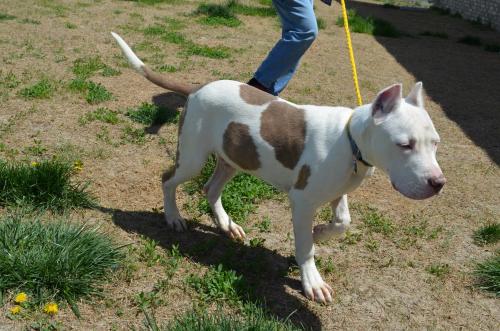 Pit Bull/Dogo mix Casper MidAmerica Bully Breed Rescue