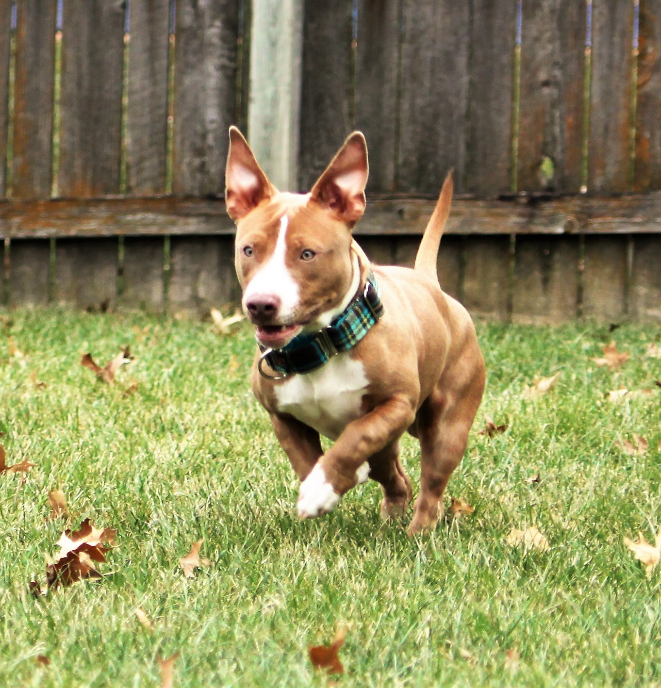 Pit Bull/Dachshund mix Jerry MidAmerica Bully Breed Rescue