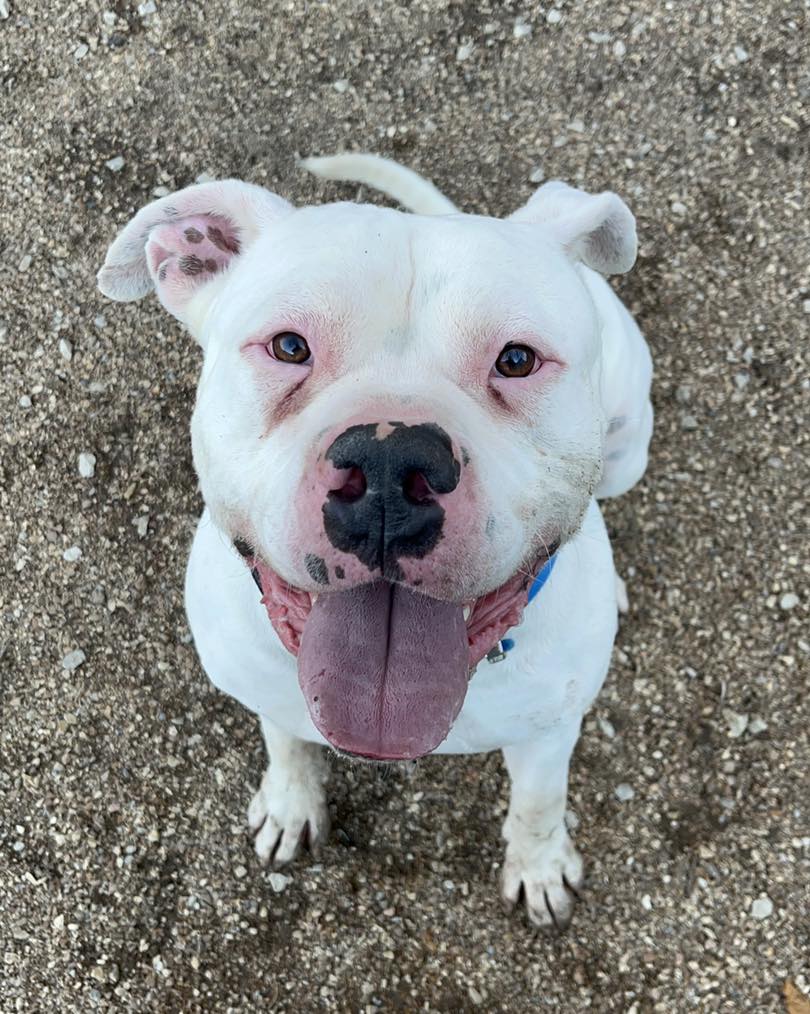 White American Bulldog With Blue Eyes