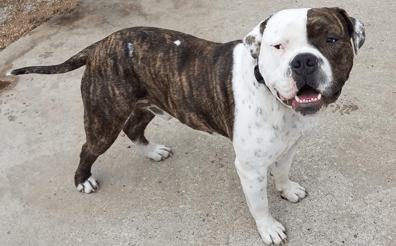 American bulldog Chug MidAmerica Bully Breed Rescue