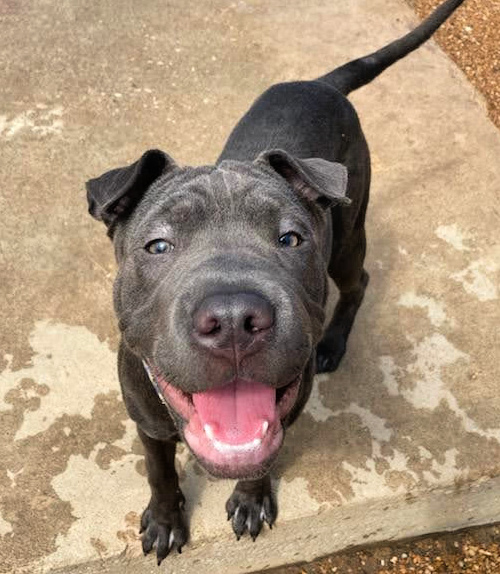 Pit Bull/Shar Pei mix Kira MidAmerica Bully Breed Rescue