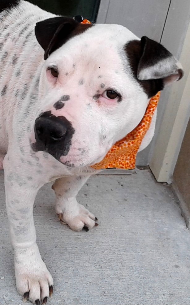 Pit Bull/Bulldog mix Madison MidAmerica Bully Breed Rescue