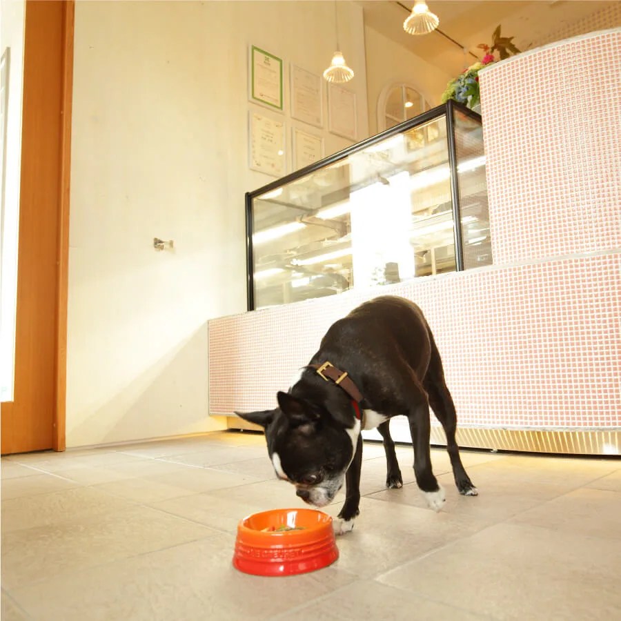 Dog Deli実店舗 MabbyS