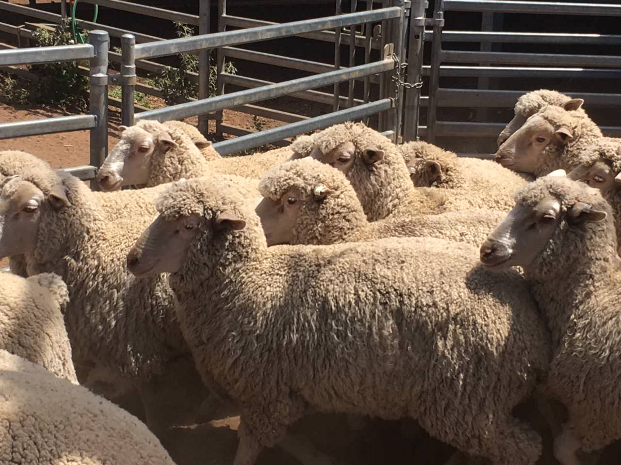 Central Tablelands NSW Macada