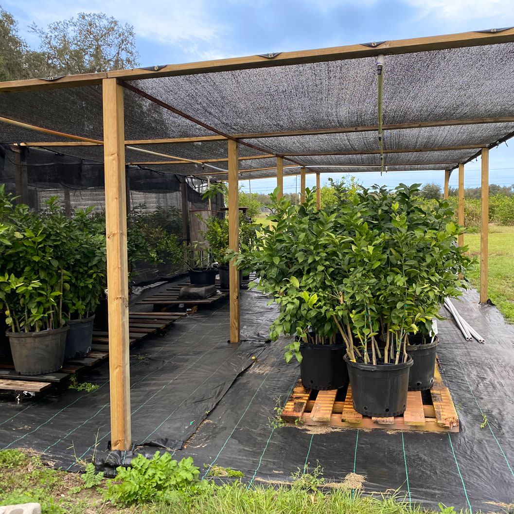 Our Trees Balaban's Citrus and Macadamia Orchard
