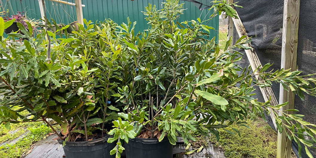 Our Trees Balaban's Citrus and Macadamia Orchard