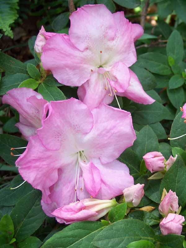 2006 Convention Plants