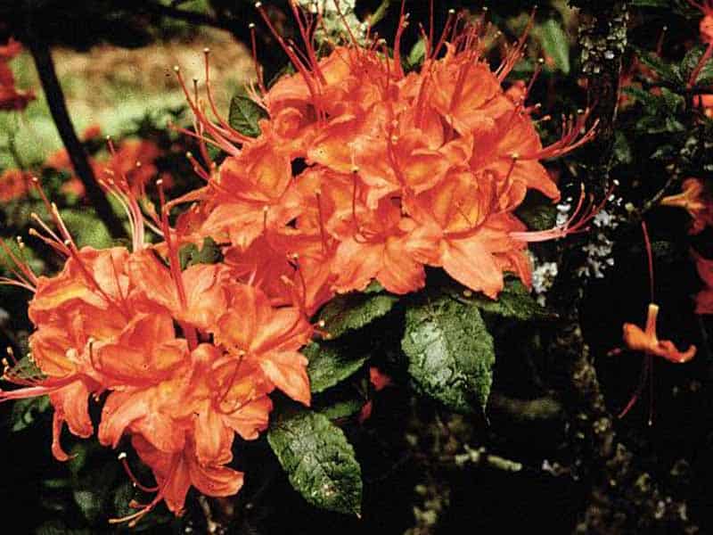 Deciduous Native AzaleasThe Orange to Red Group Middle Atlantic Chapter