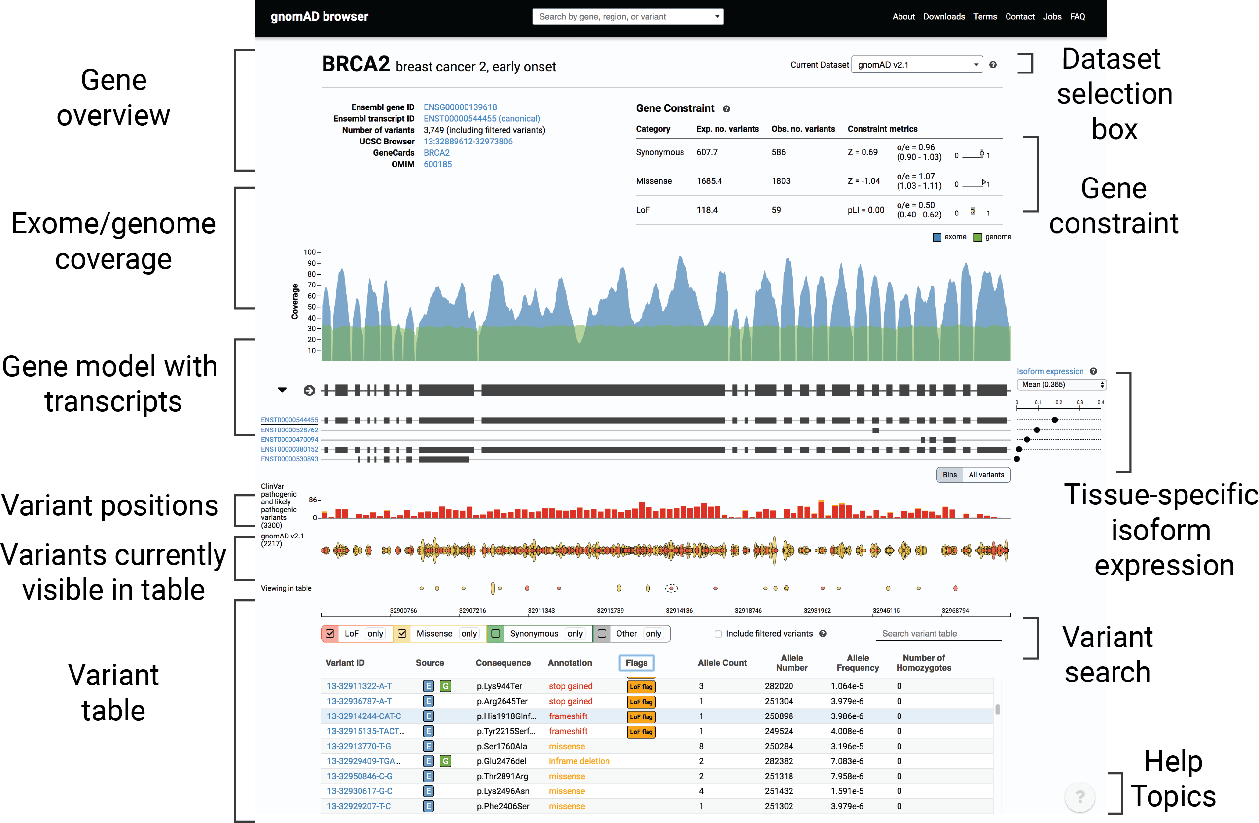 gnomAD v2.1 MacArthur Lab