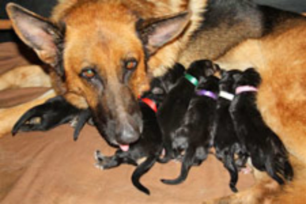 Savlon Cream On Dogs