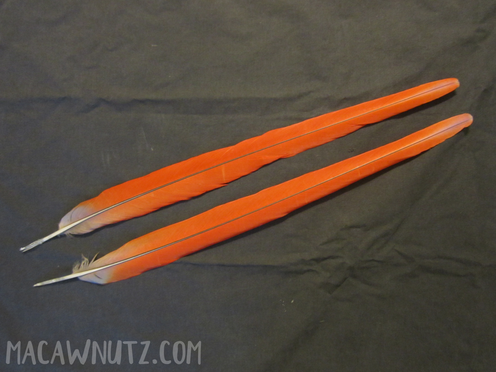 Scarlet Macaw Tail Feathers for sale Beautiful Red Macaw Nutz!