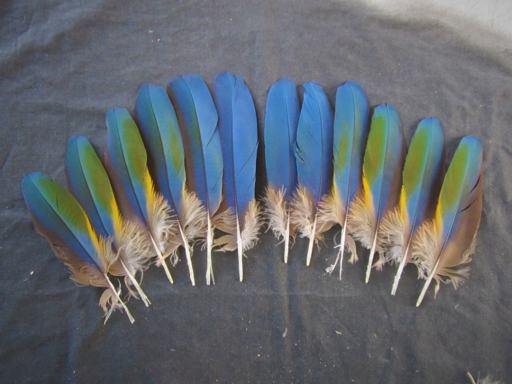 Scarlet Macaw Wing Feathers Parrot Feathers for sale Macaw Nutz!
