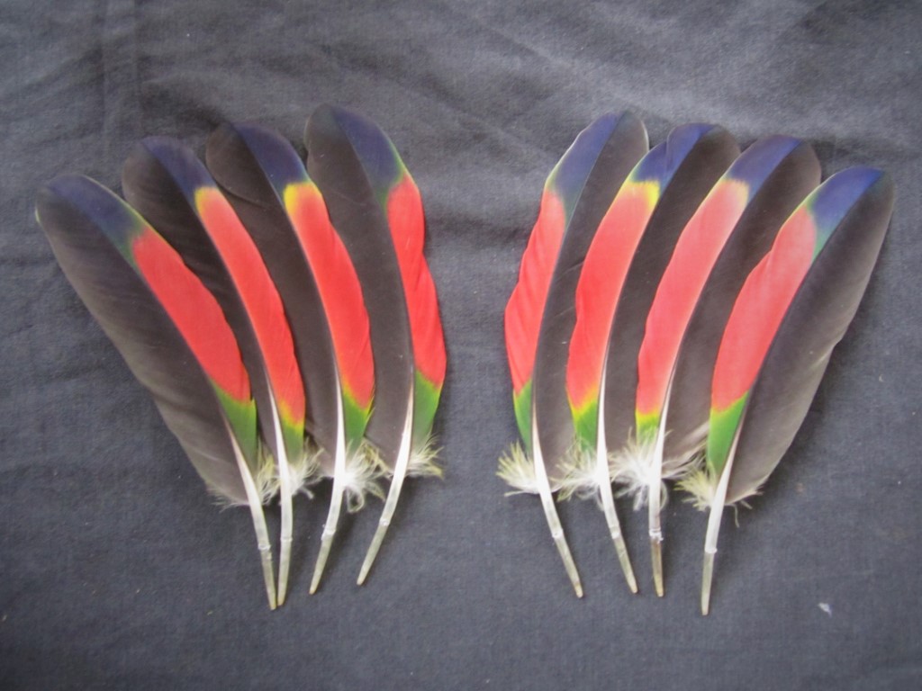 Amazon Parrot Wing Feathers Naturally Molted Macaw Nutz!