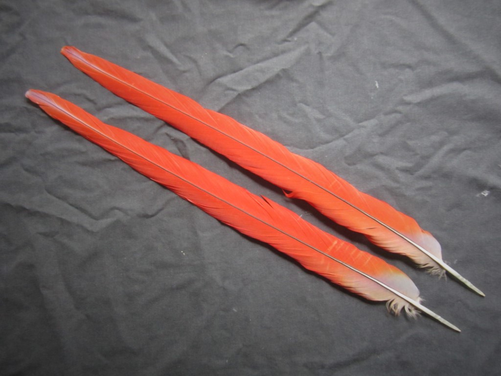 Scarlet Macaw Tail Feathers for sale Beautiful Red Macaw Nutz!
