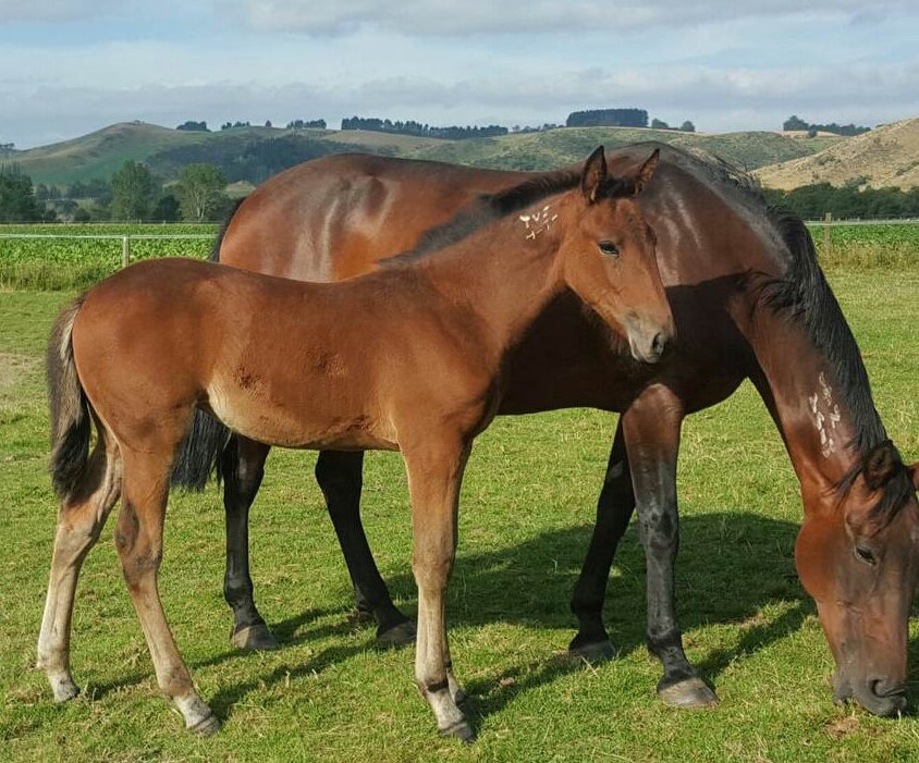 Your breeding base Macca Lodge Horse Stud Farm New Zealand