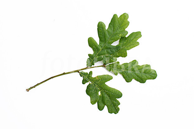 Sprig of Oak Clan MacDougall Society of North America