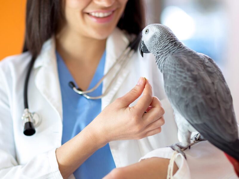 Veterinary Home MacGregor Family Physicians