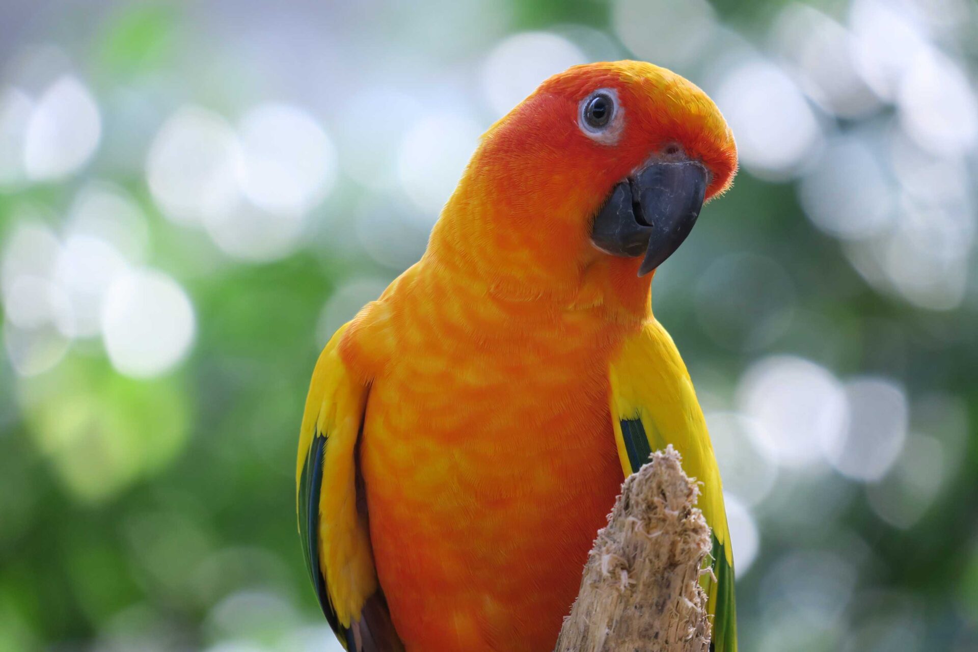 Python Pillow (PIL) Image Resize with Image.Resize() Function MLK Machine Learning Knowledge