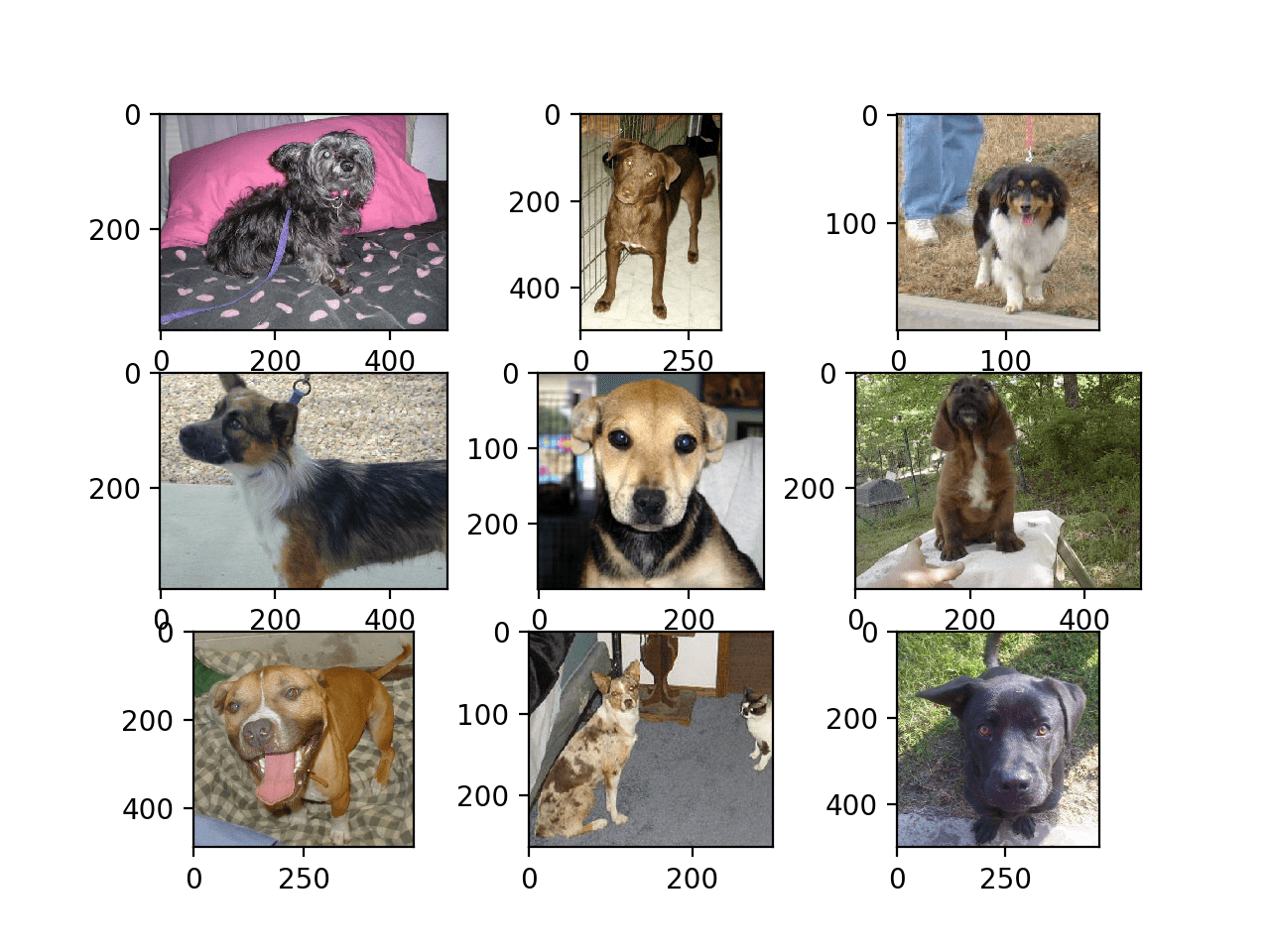 How to Classify Photos of Dogs and Cats (with 97 accuracy