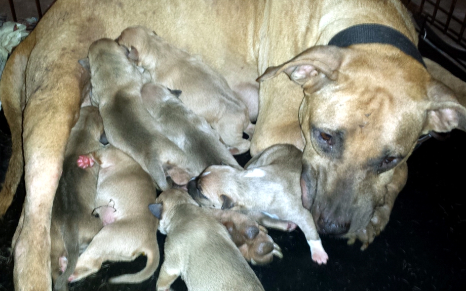 Hollingsworth Bull (POR) X Gr.Ch.Yellow (ROM)