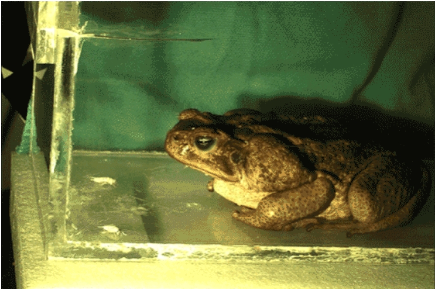 A hard pillbug to swallow First Xrays of frog feeding show how they