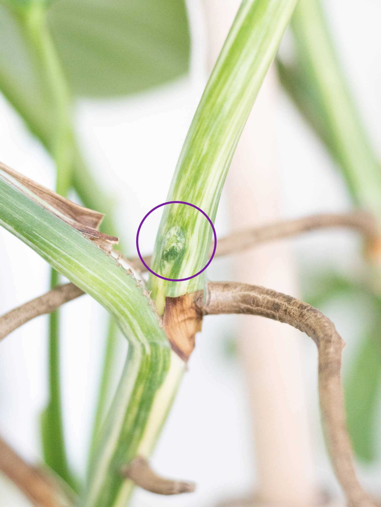 Monstera durch Ableger vermehren+ Tipps und Tricks!