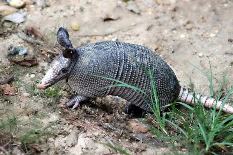 Do armadillos live in the Amazon rainforest? (2024)