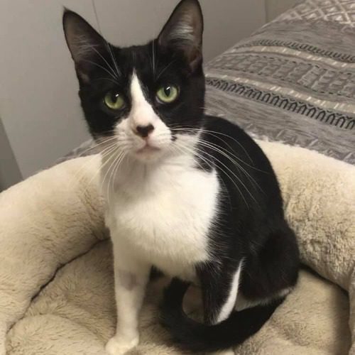 Adopt Iris333607 Mackay Animal Rescue Society