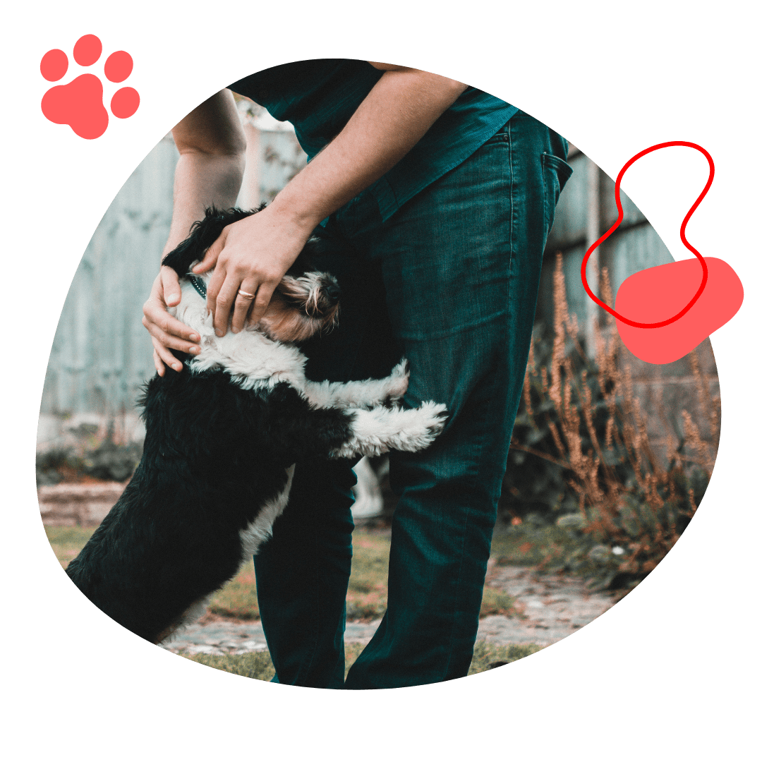 Animal Rescue Mackay Mackay Pet Rescue