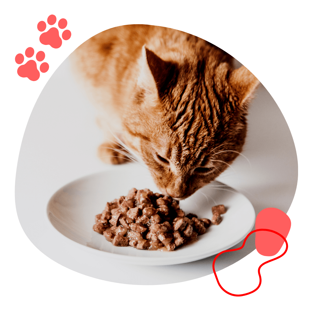 Support Us Mackay Pet Rescue Inc