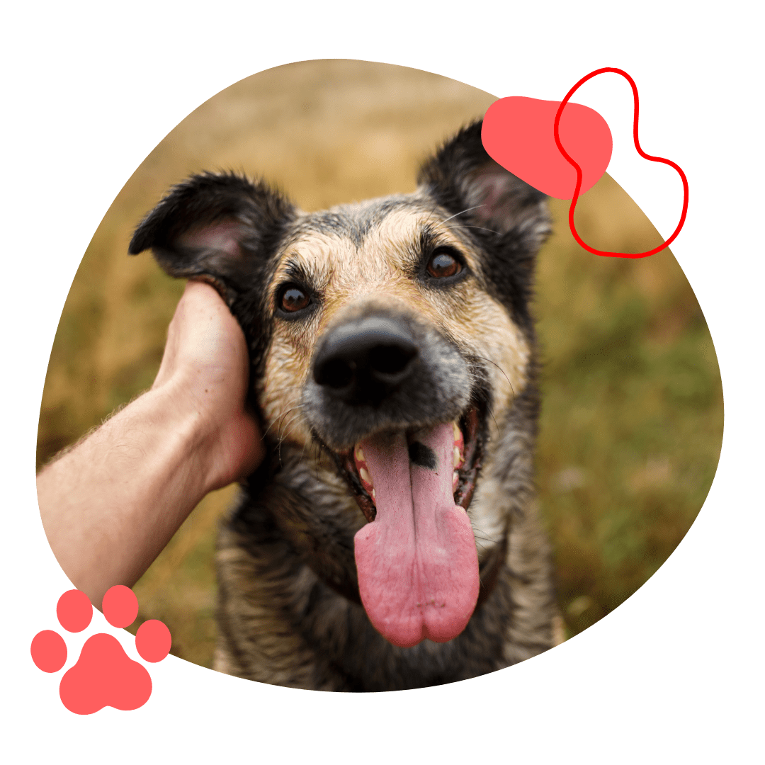 Animal Rescue Mackay Mackay Pet Rescue