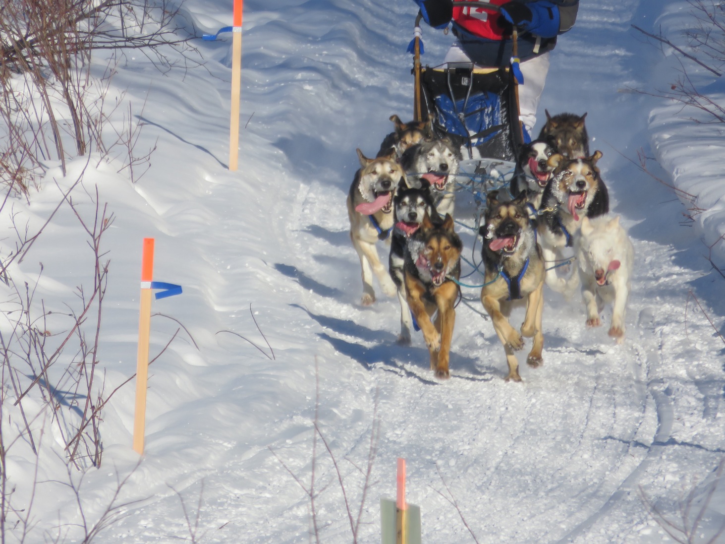 Alaskan Dog Mushers Brenda Mackey Will Rhodes