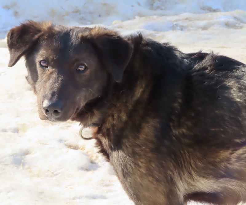 Prince Mackey's Alaskan Distance Dogs