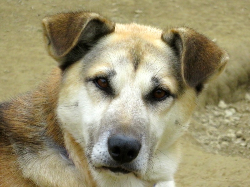 Sherpa Mackey's Alaskan Distance Dogs