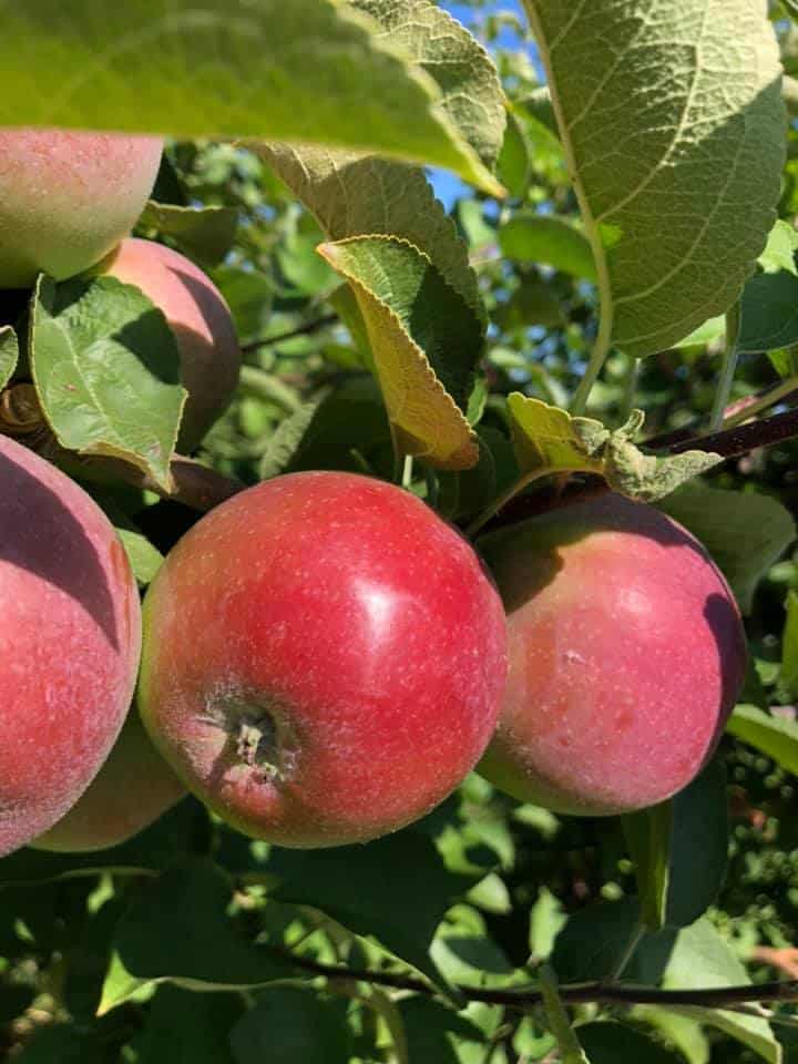 MacIntosh Apples Looking Fantastic! MacLaren Orchards