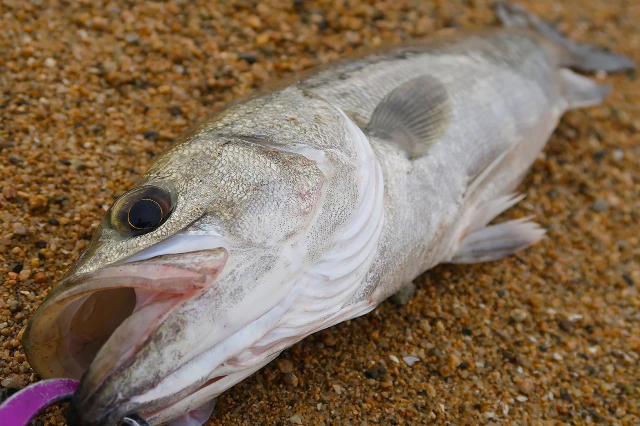 これまでで最高の大阪 シーバス 3月 魚のすべて