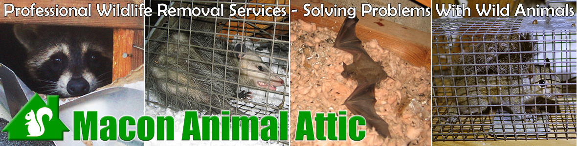 Macon Animal Attic, Wildlife Control in