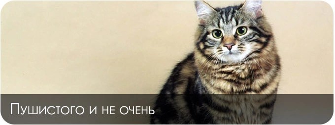 как нарисовать голубую кошку