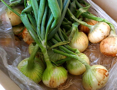 葉玉ねぎとは？特徴やおすすめレシピもご紹介 | Delish Kitchen 栄養たっぷり新玉ねぎは今が旬。実は葉も使い回しのきく優秀選手でした。丸ごと使い切る新玉ねぎの活用レシピ４選。 | In You | Organic Life To All The People.