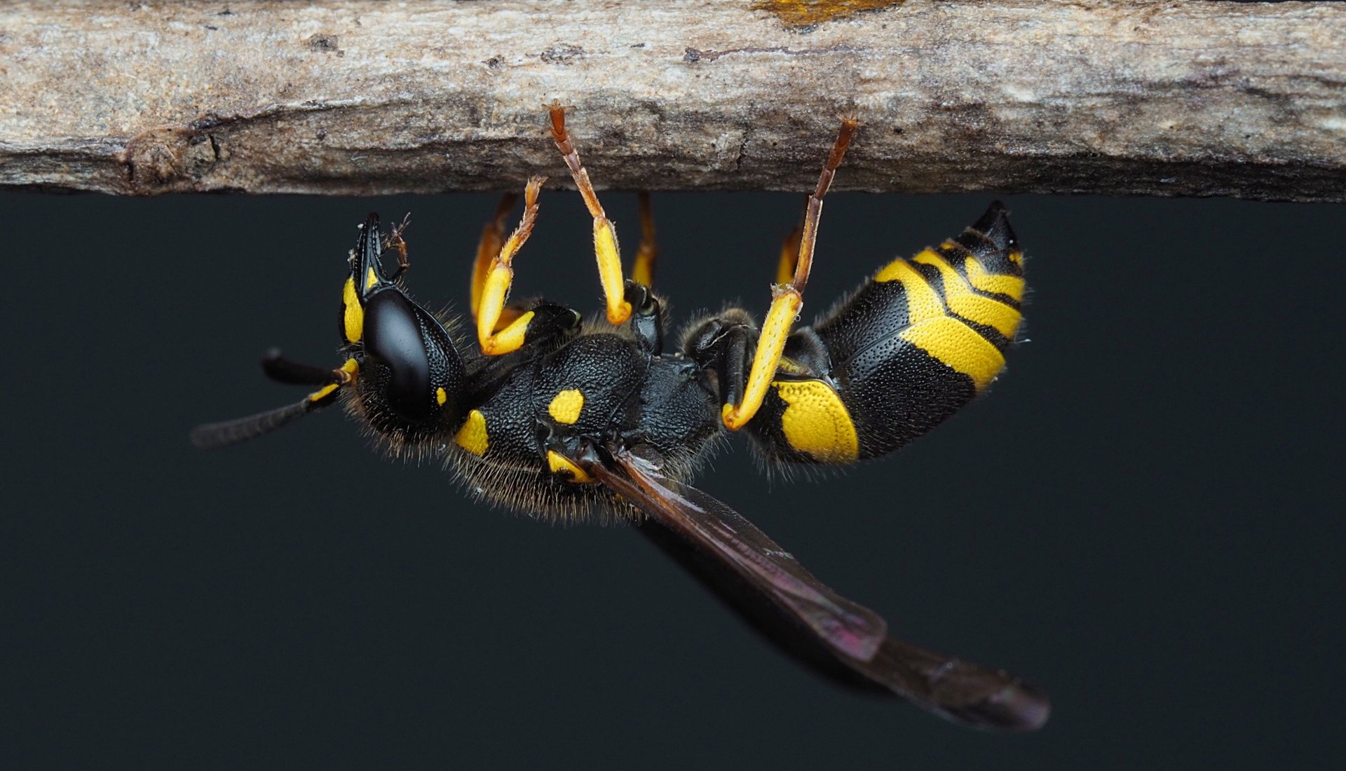 Your opinion? European Tube Wasp Macroderie