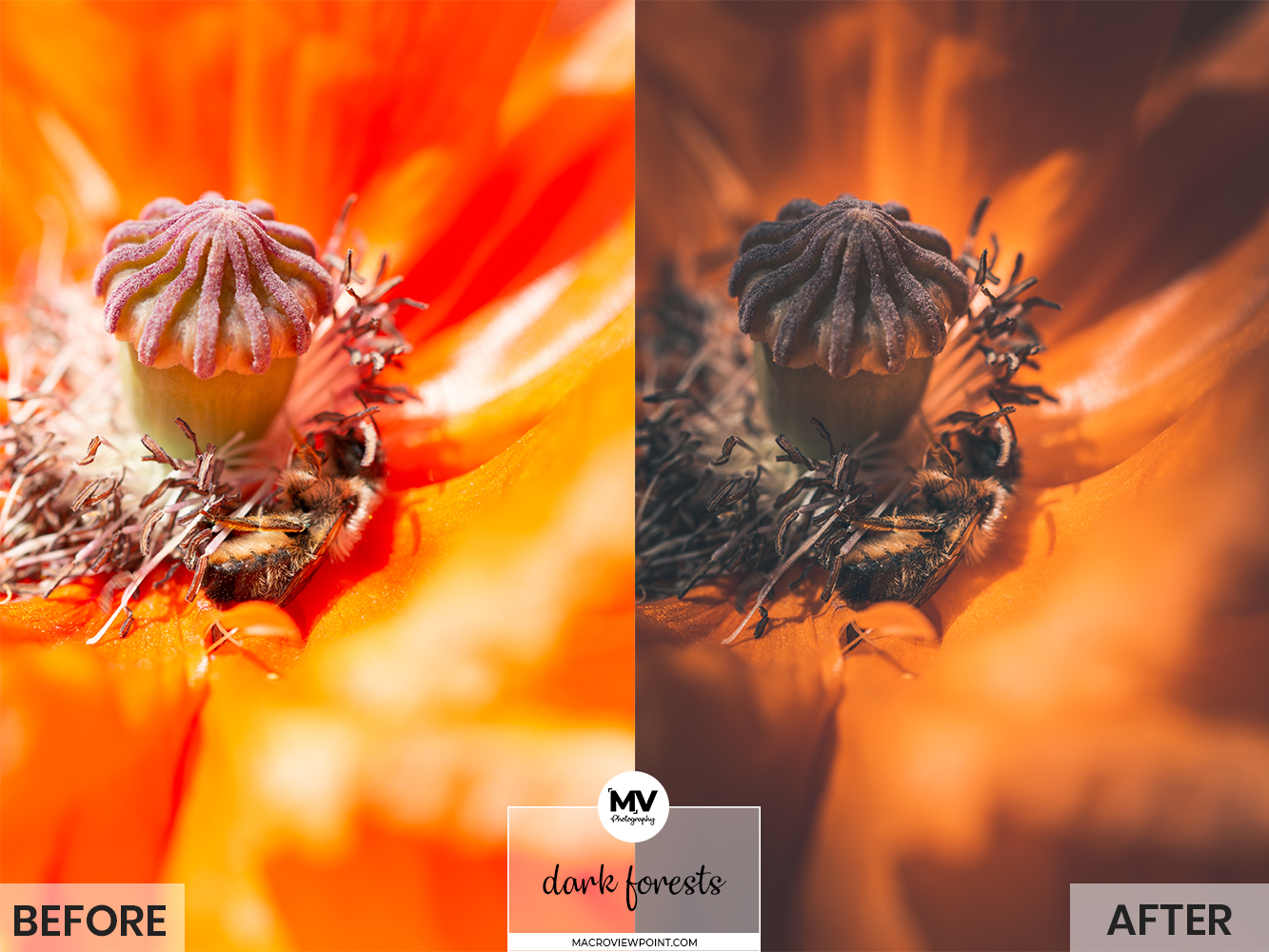 Free flower and Macro Lightroom presets for Mobile and Desktop