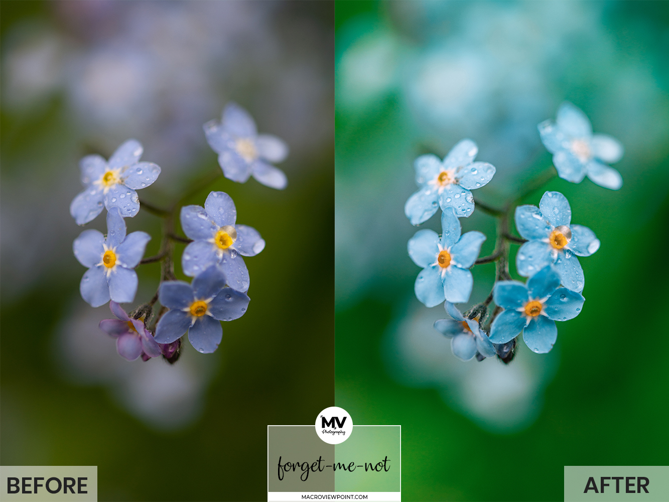 Free flower and Macro Lightroom presets for Mobile and Desktop