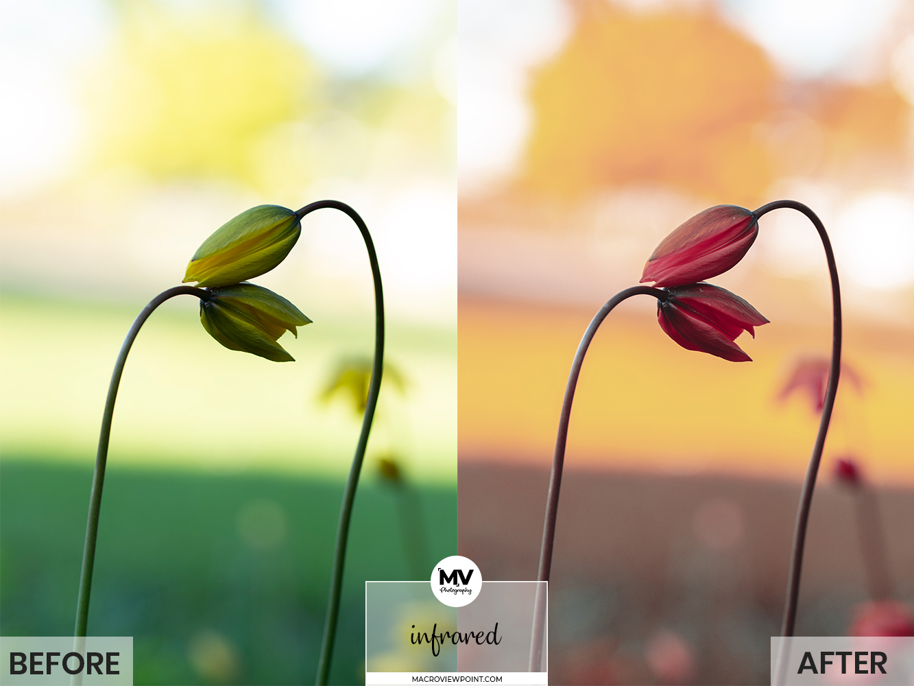 Free flower and Macro Lightroom presets for Mobile and Desktop