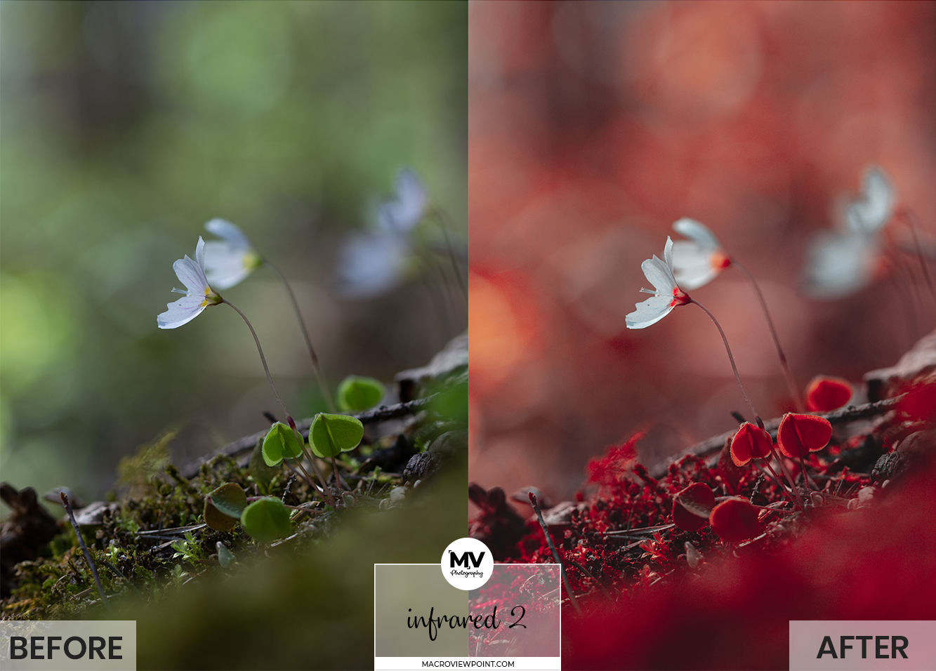 Free flower and Macro Lightroom presets for Mobile and Desktop