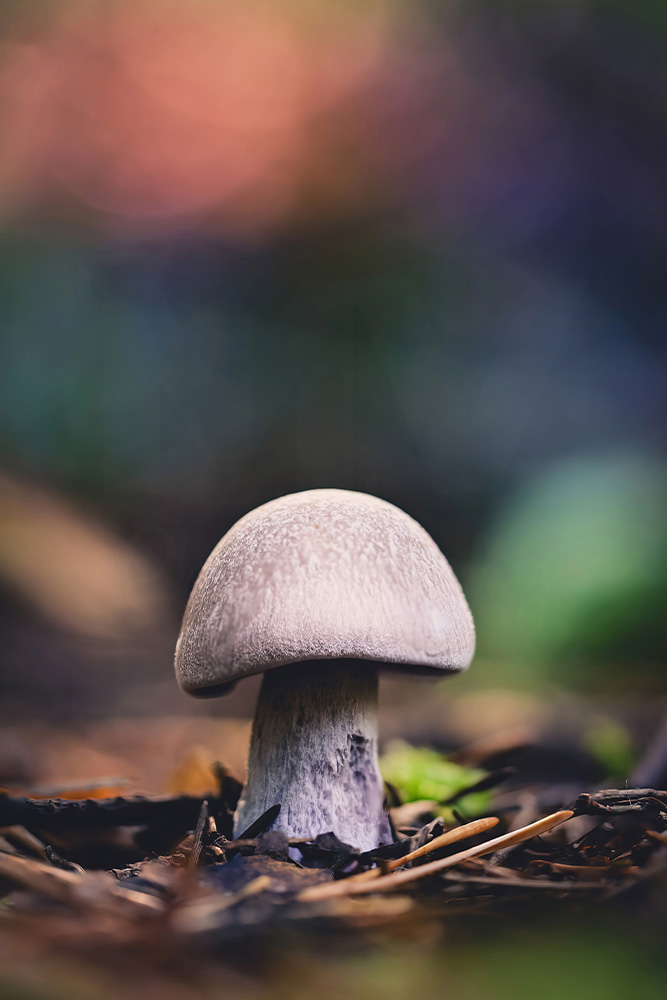 Colorful Mushroom