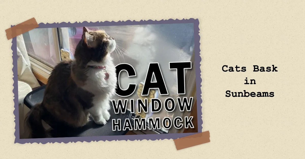 Why Do Cats Love To Bask In The Sun? This 1 Invention Is Purrfect