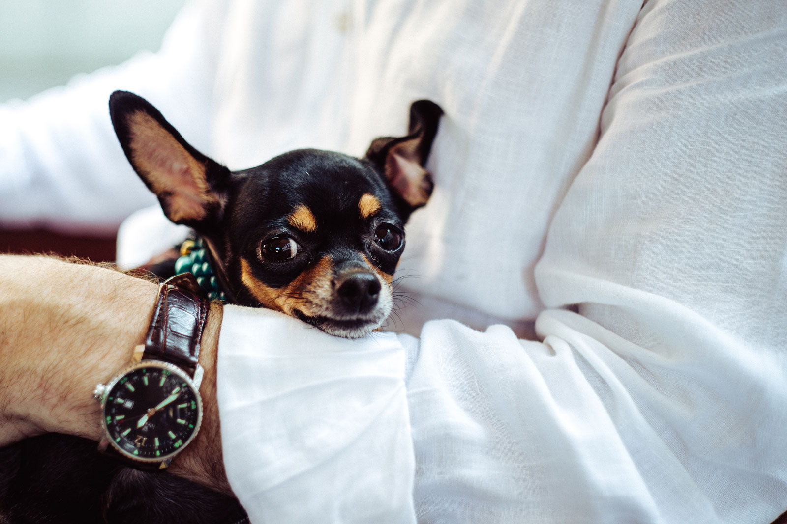 Veterinarian in Edmonton Animal Hospital Edmonton MacTaggart